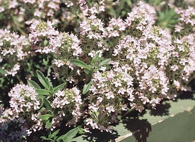A group of drought resistant thyme perennials