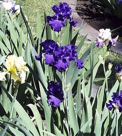A group of tall and drought resistant yellow and purple perennials