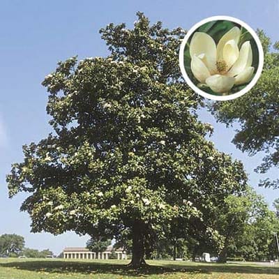 Image of sweet bay magnolia tree