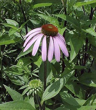 A drought resistant purple perennial