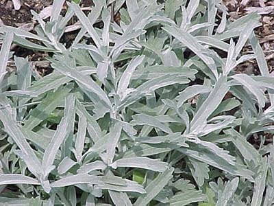 A group of drought resistant silver perennials