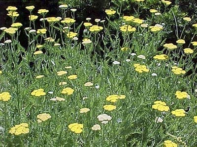 A group of drought resistant yellow perennials
