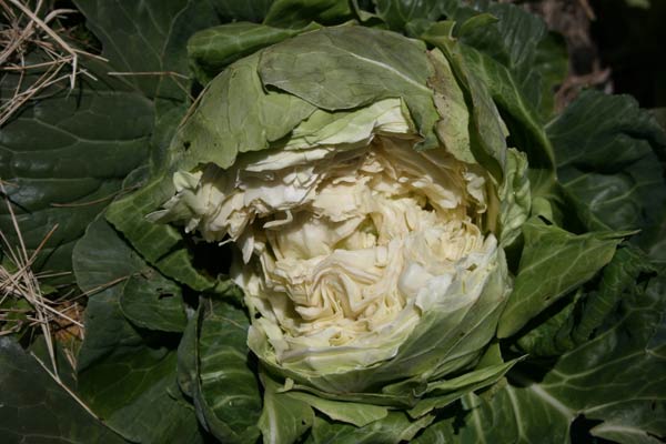 A head of lettuce that has faced pests and diseases.