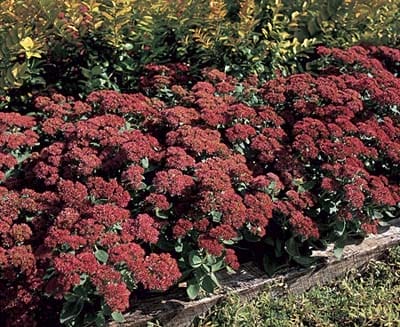 A group of drought resistant perennials.