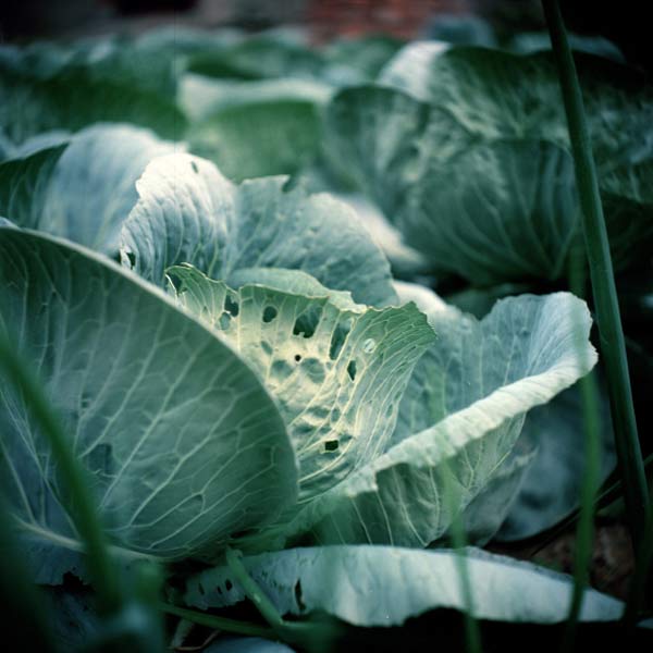 Lettuce in a vegetable garden that has holes in the leaves.