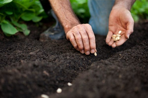 A person plants seeds in a vegetable garden.