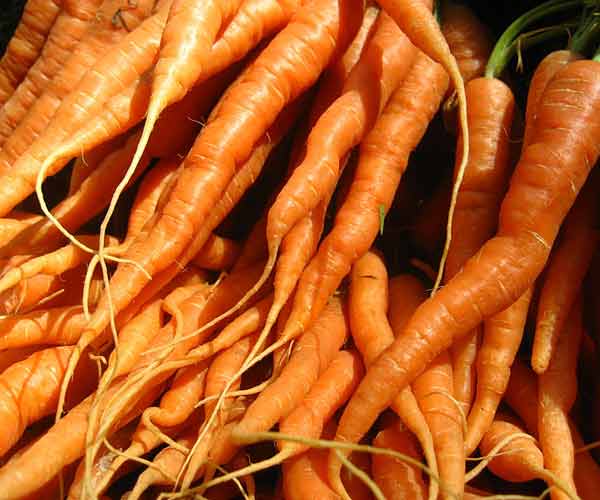 Carrots from a vegetable garden.