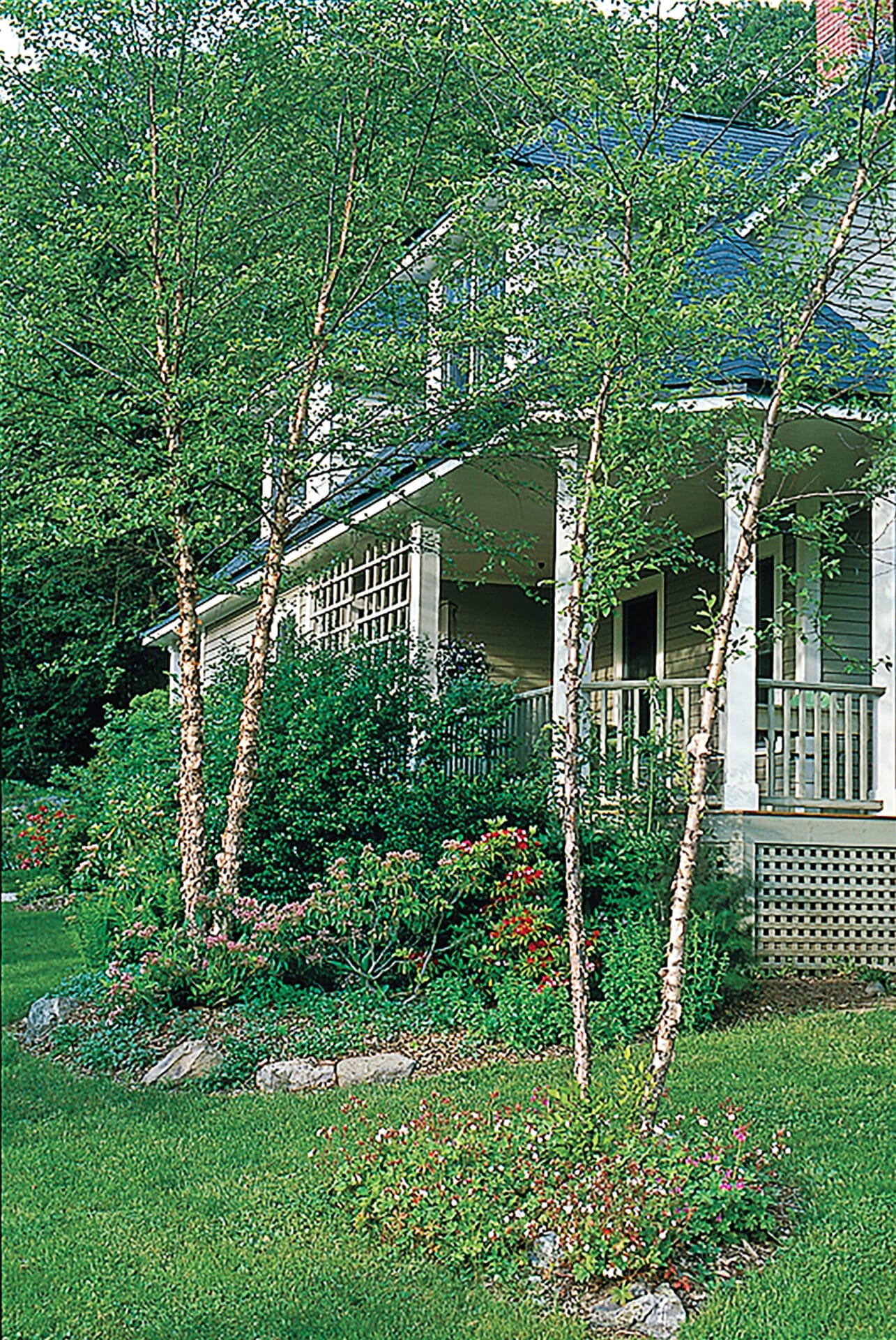 Image of a heritage river birch tree