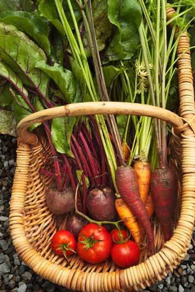 A basket of vegetables picked from a garden.