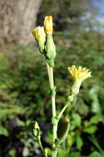 A flowering vegetable plant.