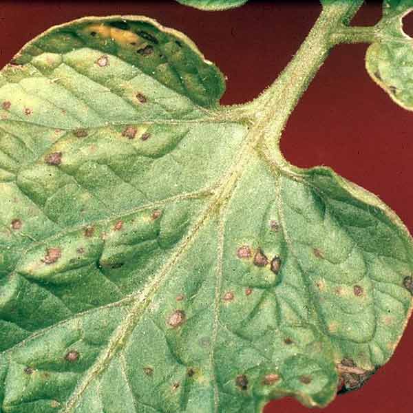 A sick plant from a vegetable garden.