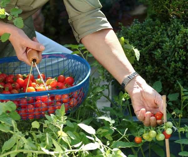 A woman picks tomatoes from a vegetable garden.
