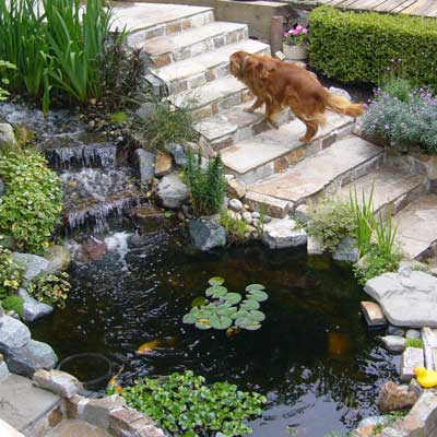 09_reader_ponds
