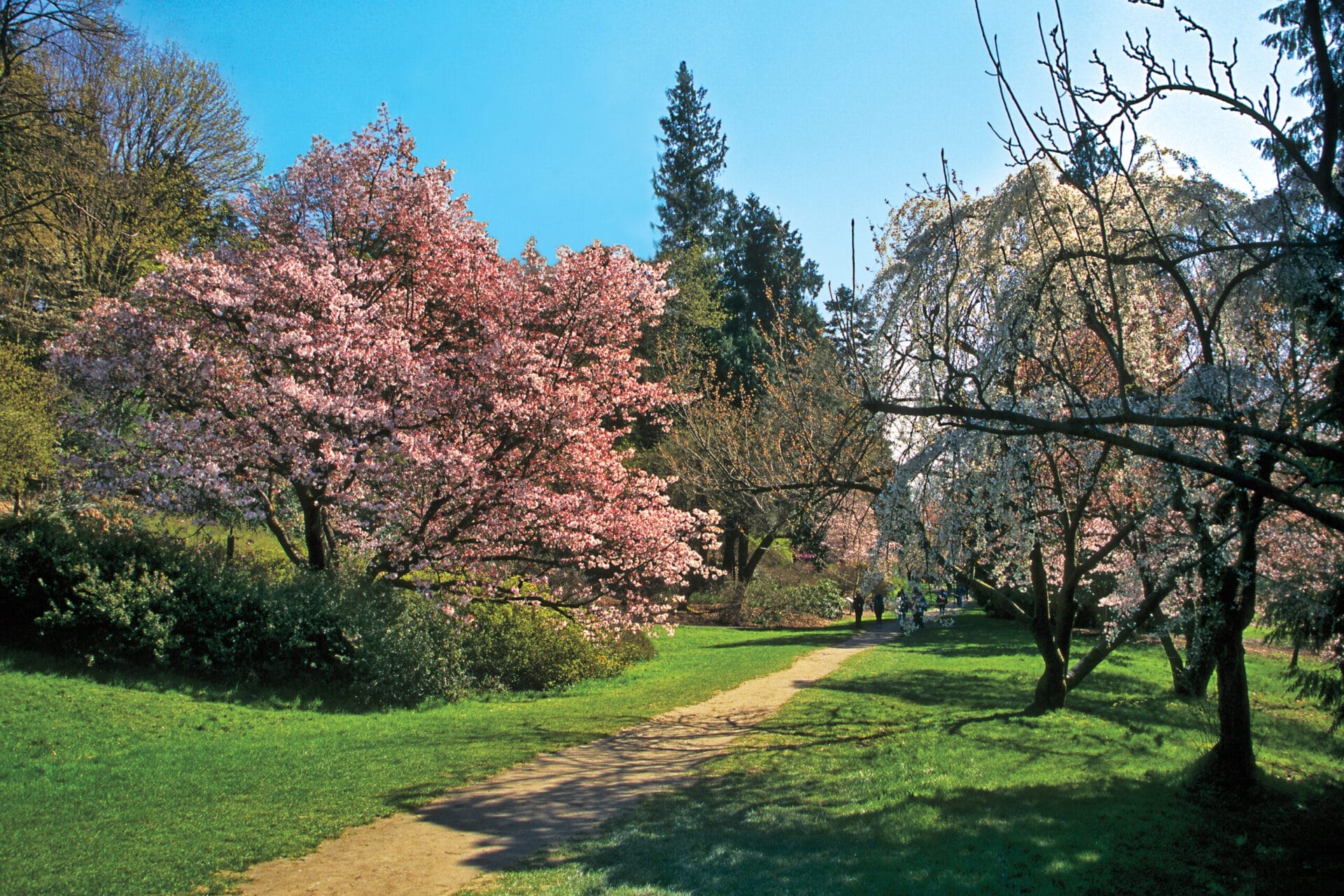 Image of a sargent cherry tree