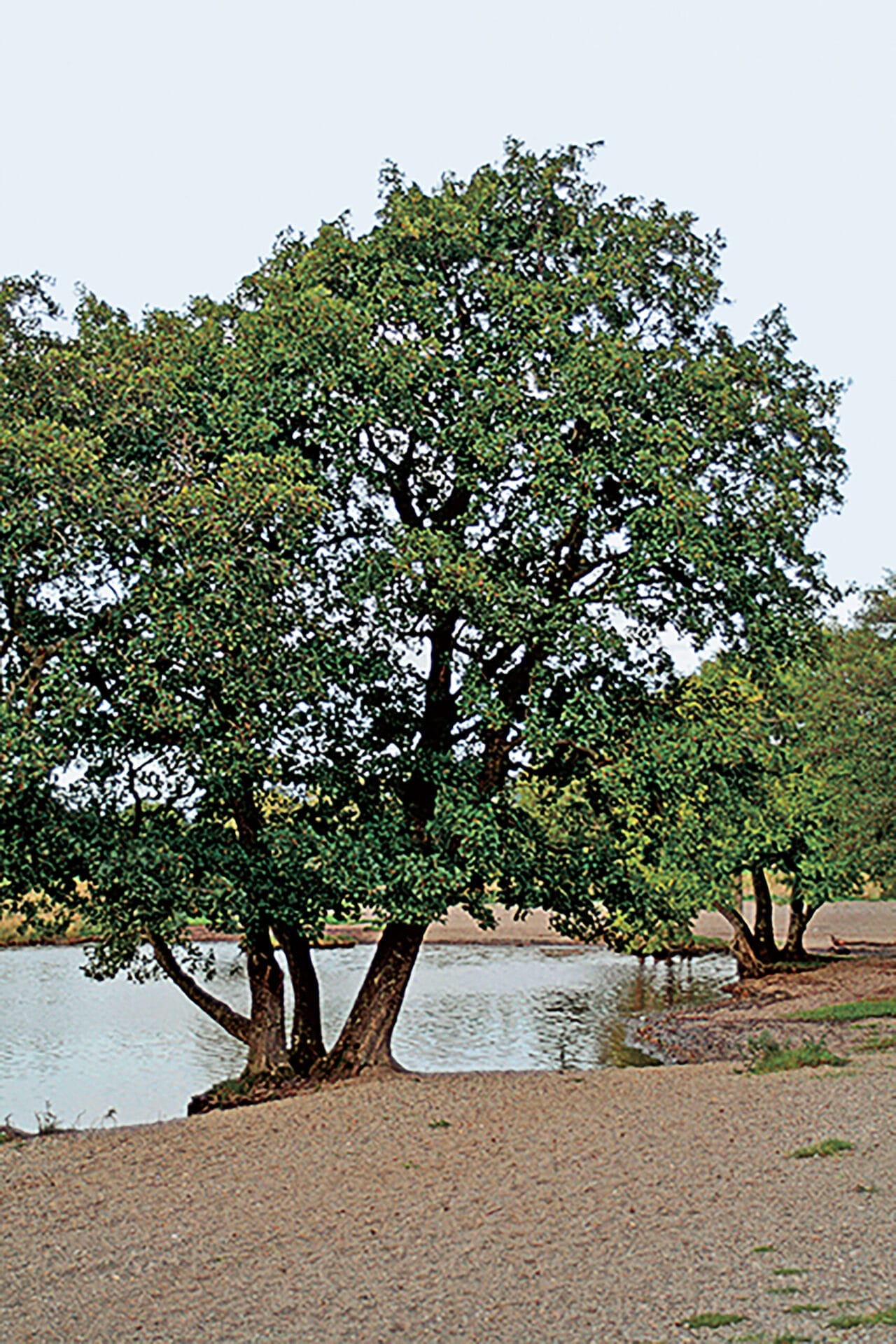 Image of a European Black Alder tree