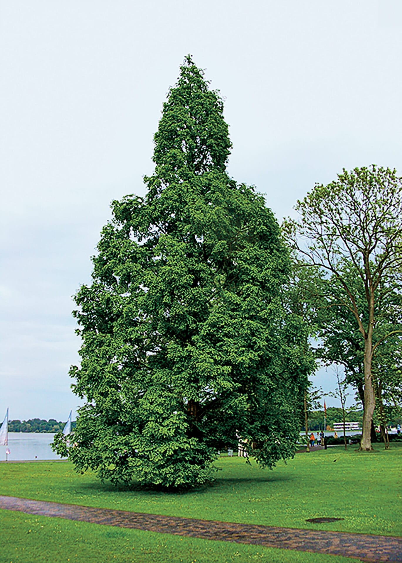 Image of a dawn redwood tree