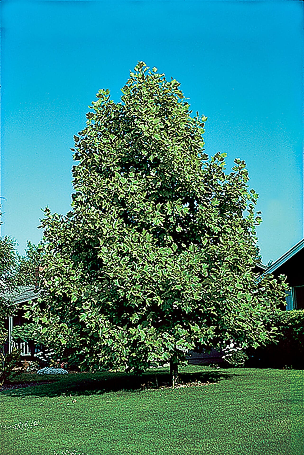 Image of a tulip tree