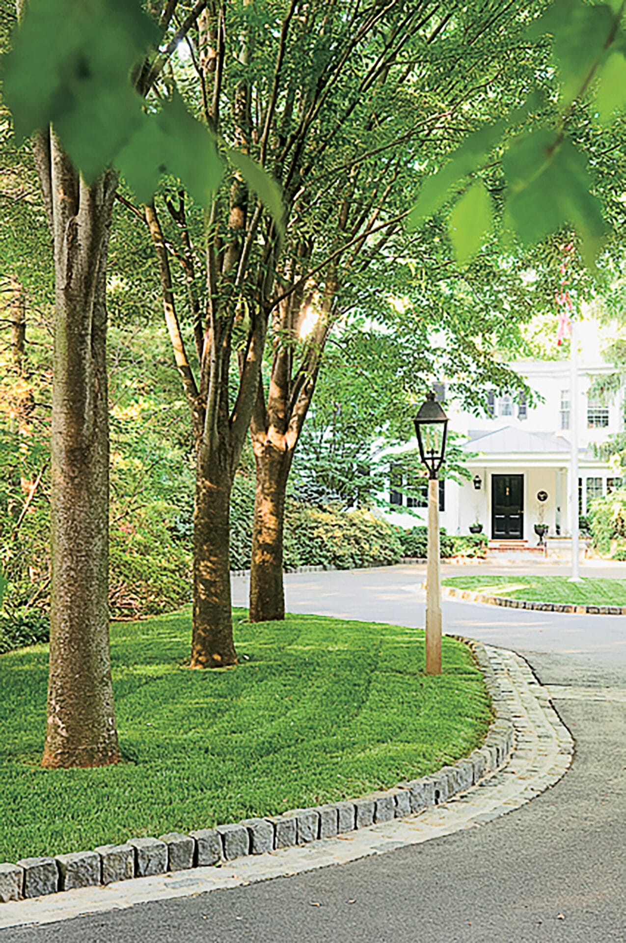 Image of a green vase zelkova tree
