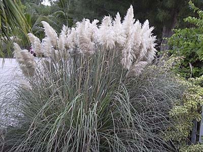 Pampas Grass