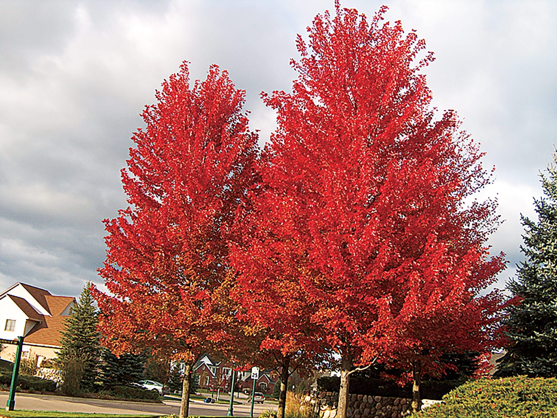 Image of a freeman maple tree