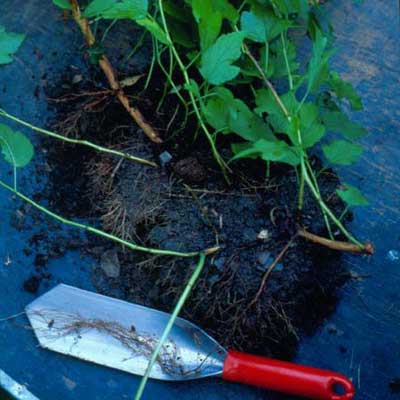 The beginning s of the ground layering process for a plant