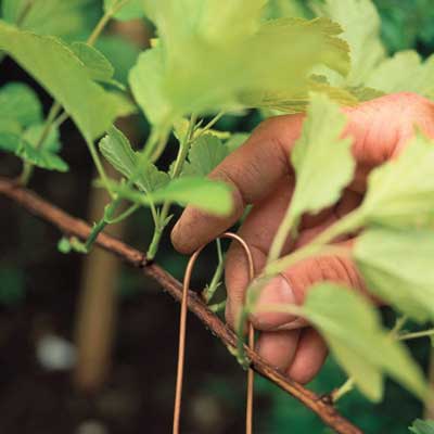 A woody plant undergoing ground layering