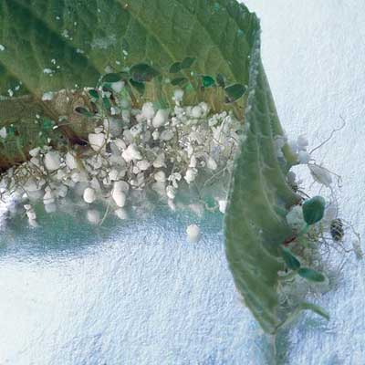 A root leaf after being cut