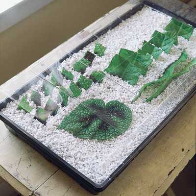 A group of leaves being used for plant propagation.