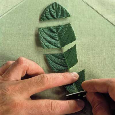 A person cutting a leaf to propagate plants.