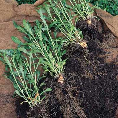 Several plants after root division.