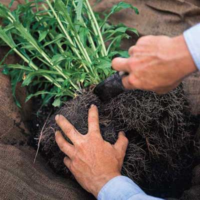Plants undergoing root division.