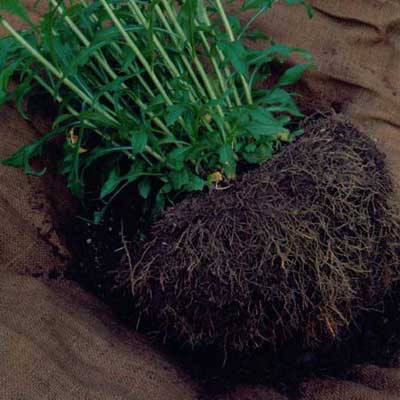 Plants growing out of a large pile of soil