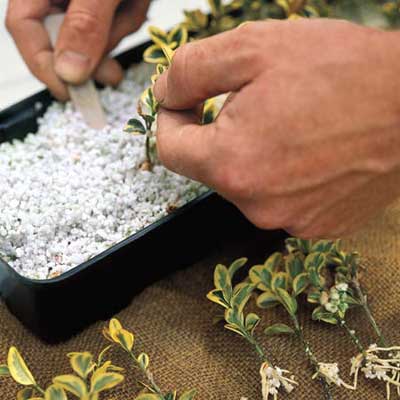 A plant cutting being propagated