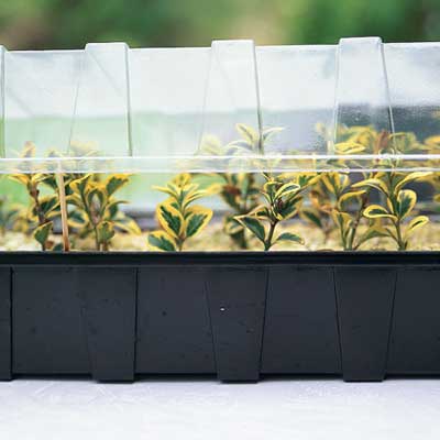 A container full of recently propagated plants.