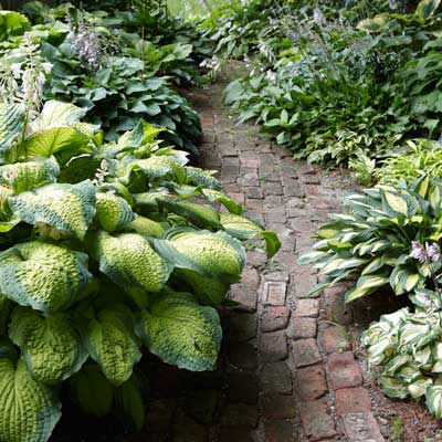 Pathway lines with hosta plants