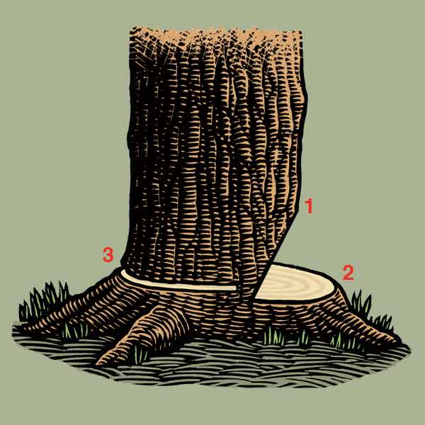 A numbered illustration showing how a chainsaw is used to cut a tree.