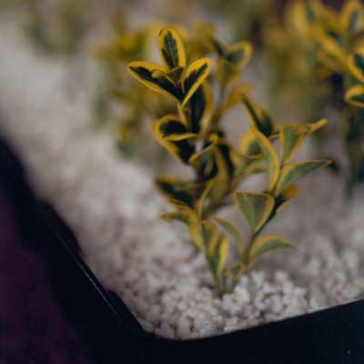 A row of small plants in a planter