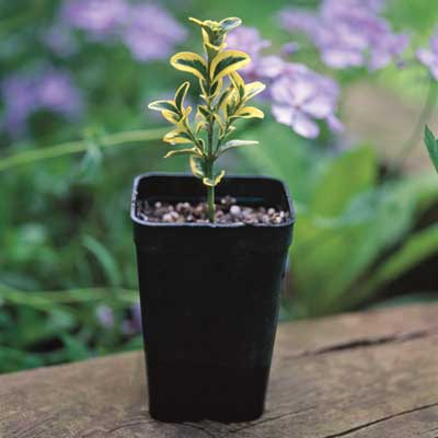 A small plant growing out of a small pot.