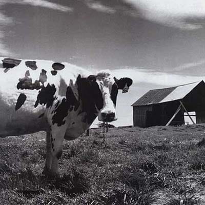 A cow looking into the camera
