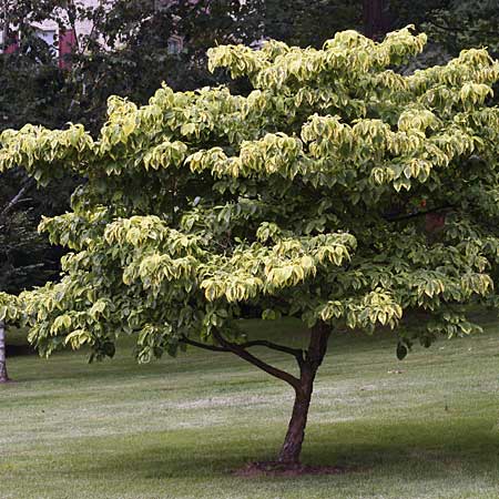 Image of a dogwood tree, a good tree for small yards