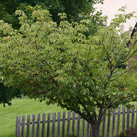 Image of a Japanese cherry tree, a good tree for small yards