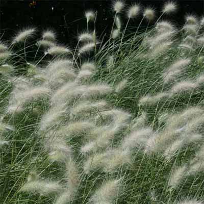 Dwarf fountain grass in a rain garden.