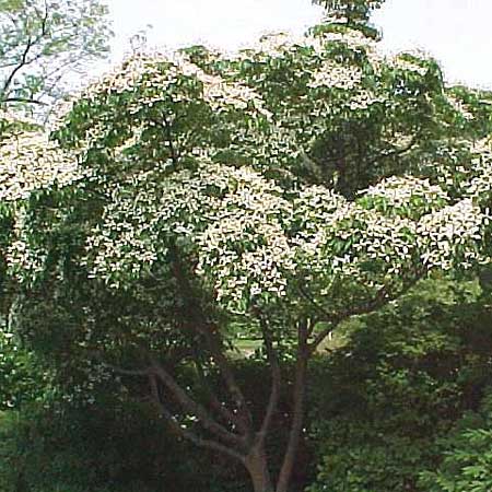 Image of a kousa dogwood, a good tree for small yards