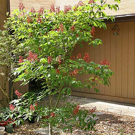 Image of a red buckeye tree, a good tree for small yards