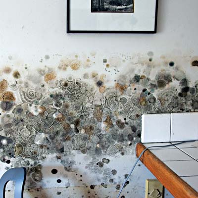 A wall in a home covered in mold.