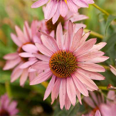 A purple coneflower in a rain garden.
