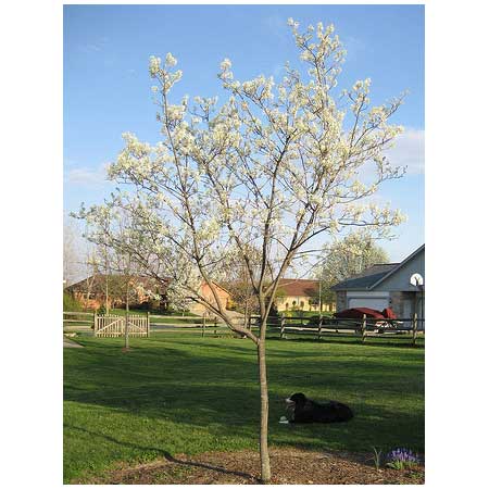 Image of a serviceberry tree, a good tree for small yards