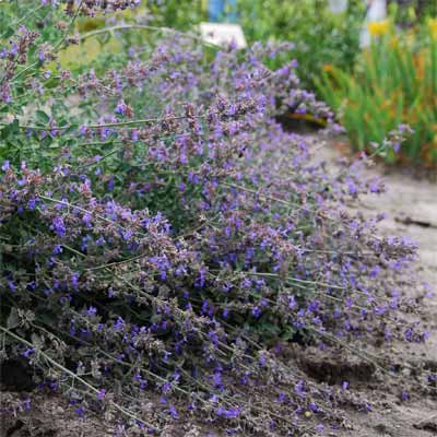 A nepeta plant in a rain garden.