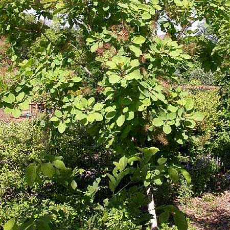 Image of a smoke tree, a good tree for small yards