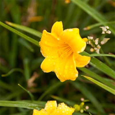 A daylily in a rain garden.